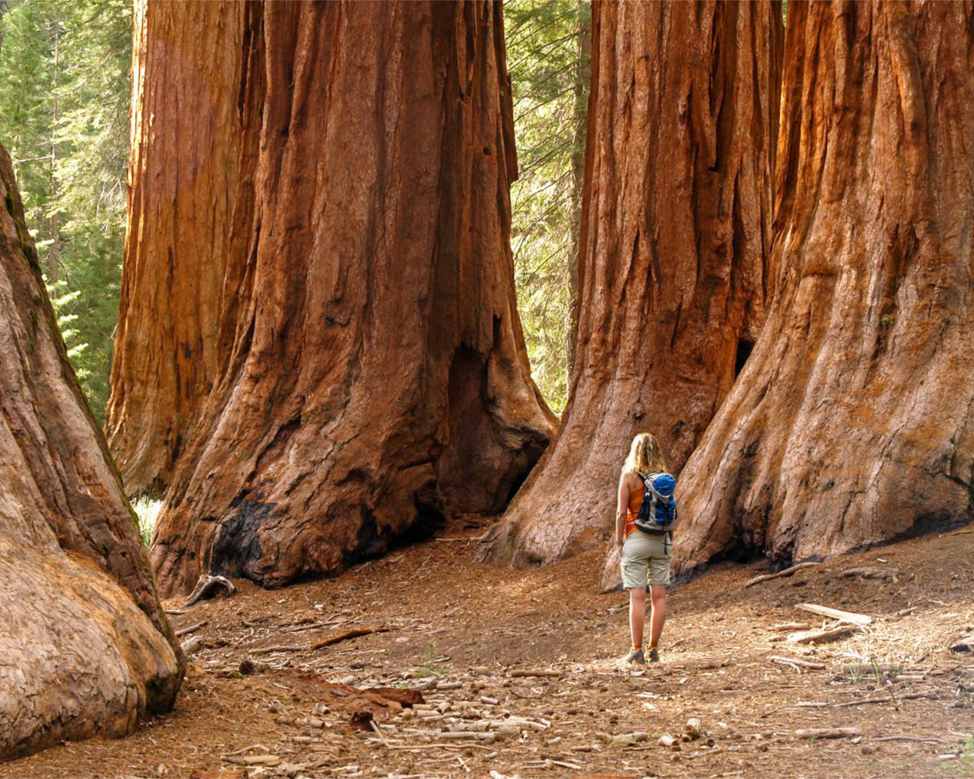 Giant sequoias at Yosemite National Park.